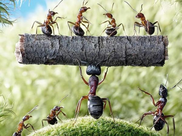 Bài học lãnh đạo đáng giá từ loài kiến