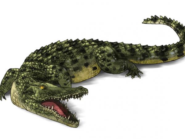 Học hỏi loài cá sấu để rút ra bí quyết kinh doanh thành công