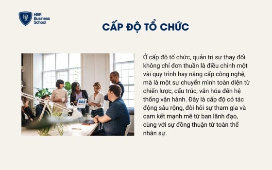 Cấp độ tổ chức